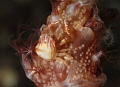   soft coral crab fishing  